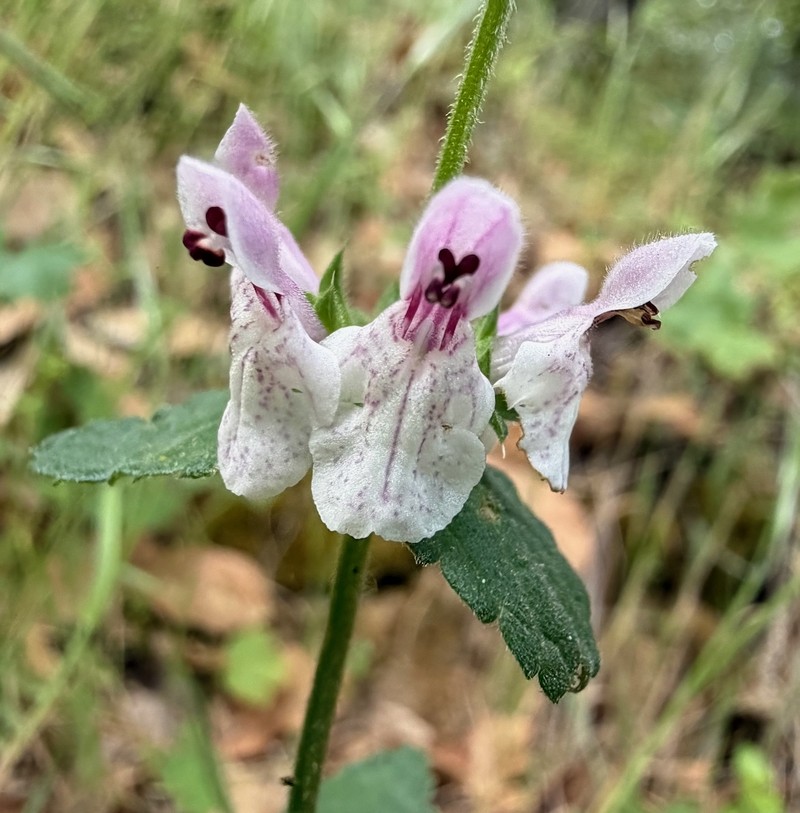 Stachys rigida subsp. rigida