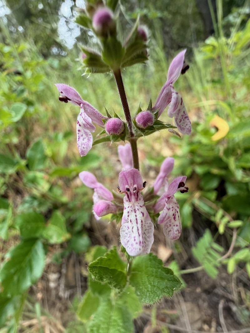 Stachys rigida subsp. rigida photo 2