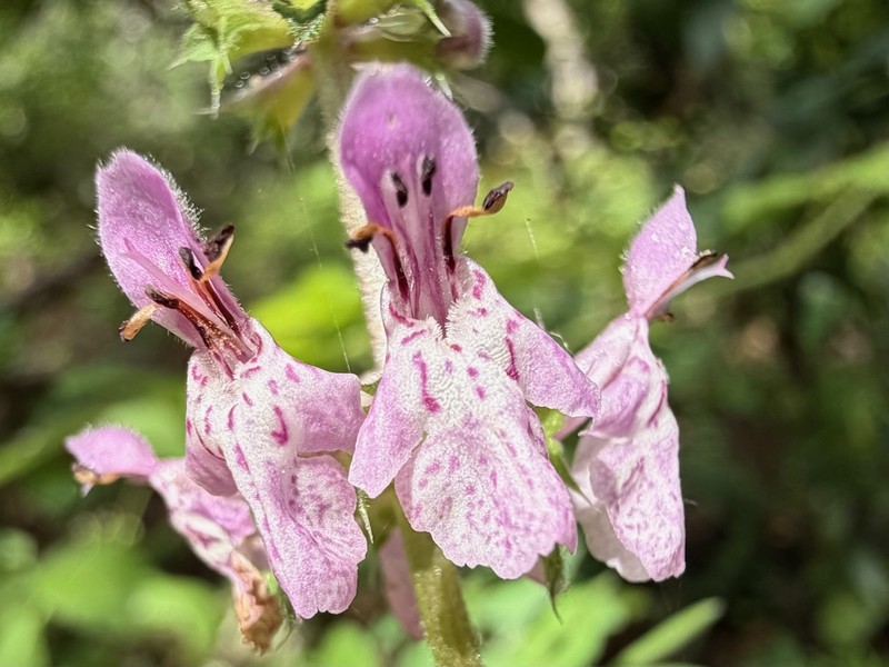 Stachys rigida subsp. rigida photo 3