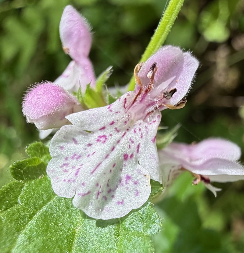 Stachys rigida subsp. rigida photo 4