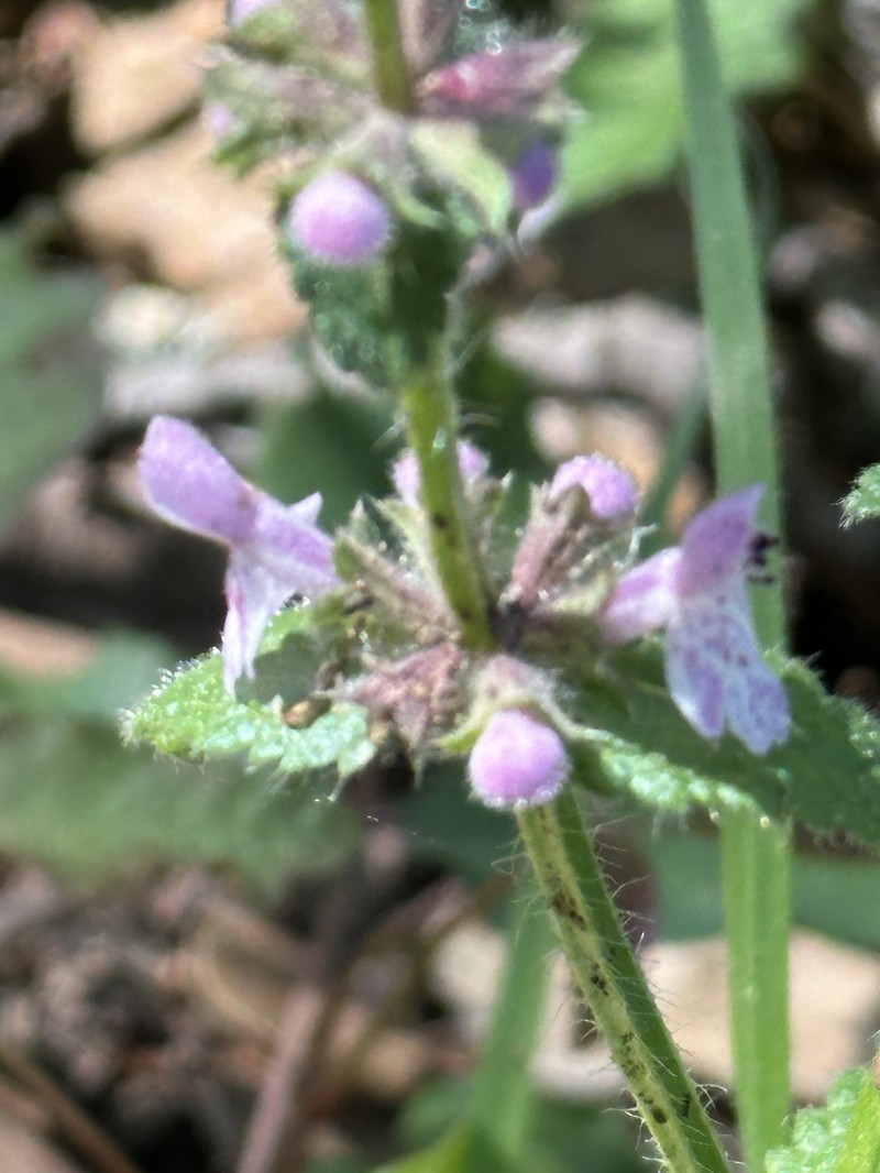Stachys rigida subsp. rigida photo 5