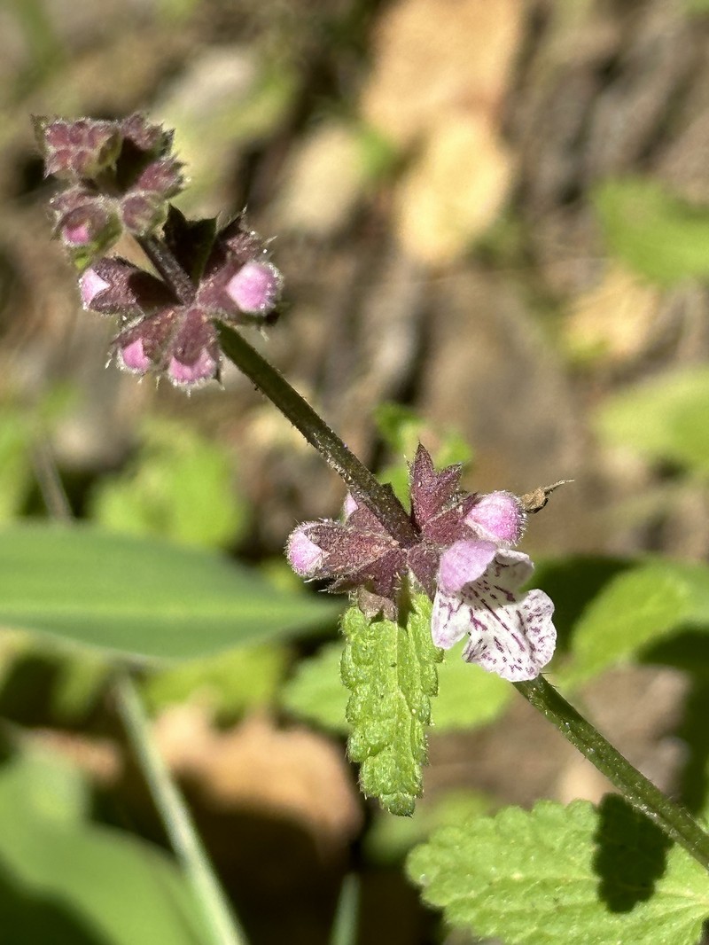 Stachys rigida subsp. rigida photo 6