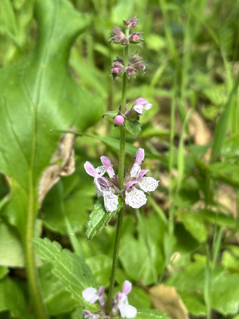 Stachys rigida subsp. rigida photo 7