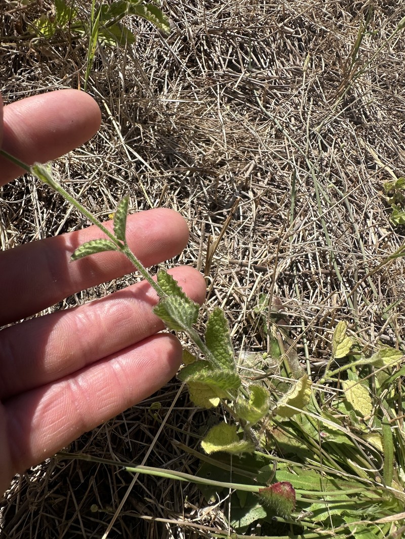 Stachys rigida subsp. rigida photo 8