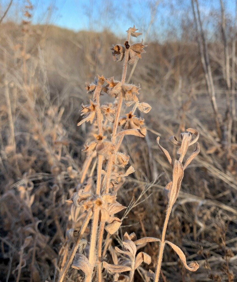 Rothrock's Hedgenettle photo 3