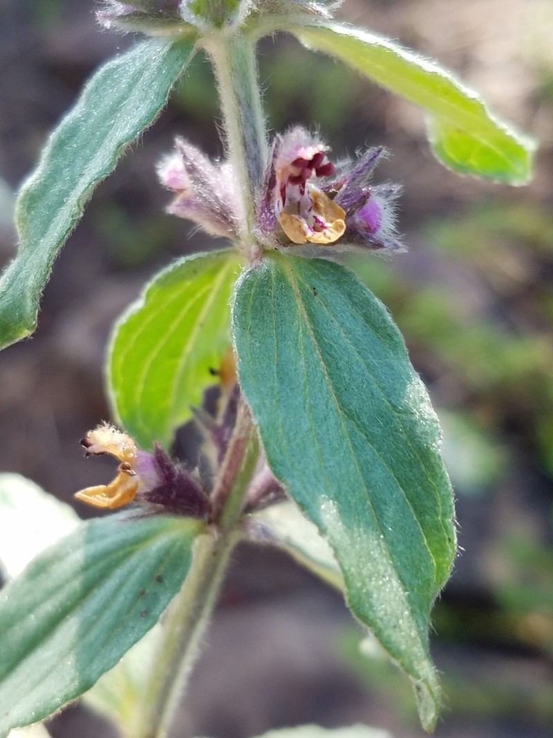 Rothrock's Hedgenettle photo 7