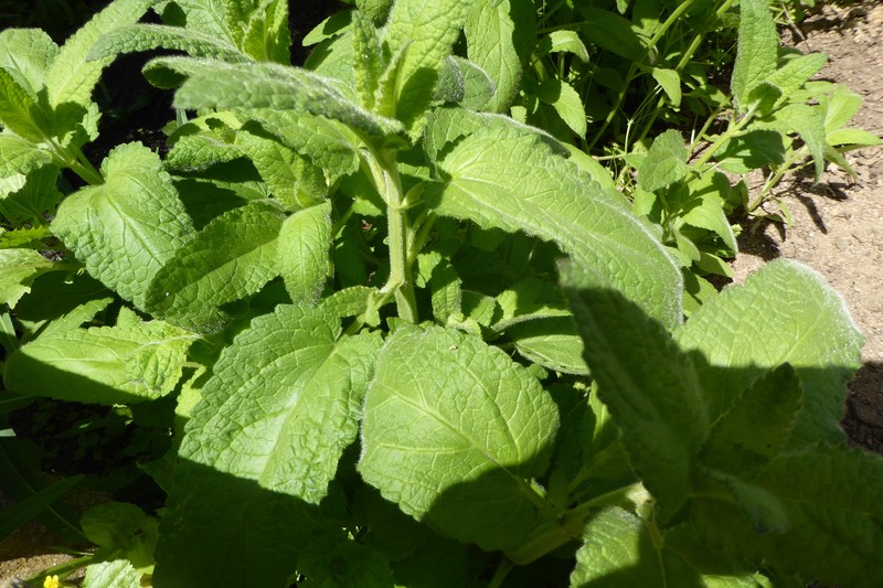 Stebbins' Hedgenettle photo 4