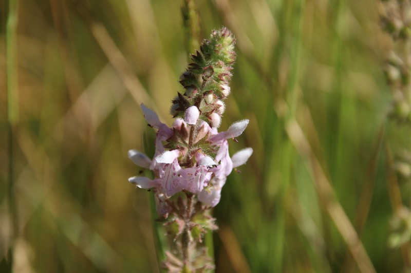 Stebbins' Hedgenettle photo 5