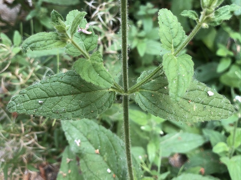Stebbins' Hedgenettle photo 6