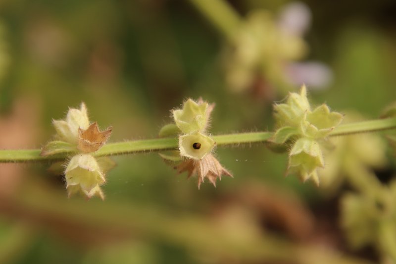 Stebbins' Hedgenettle photo 7