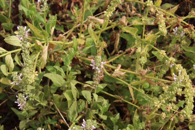 Stebbins' Hedgenettle