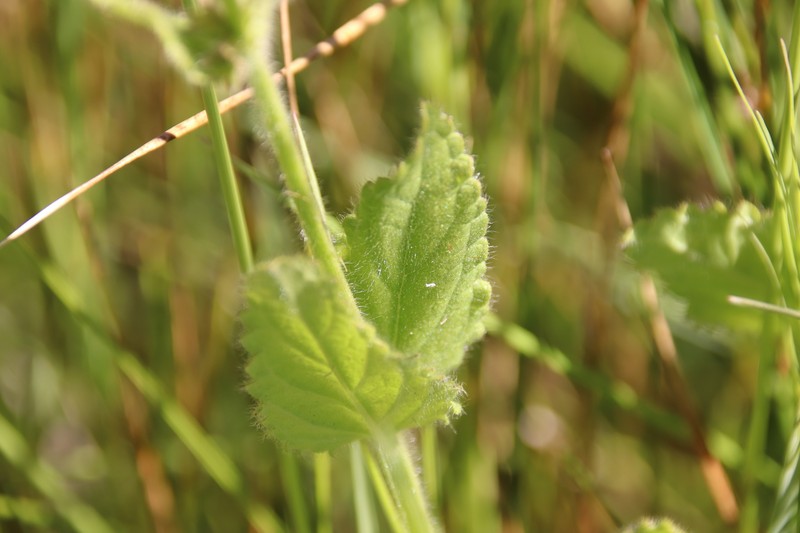 Stebbins' Hedgenettle photo 2