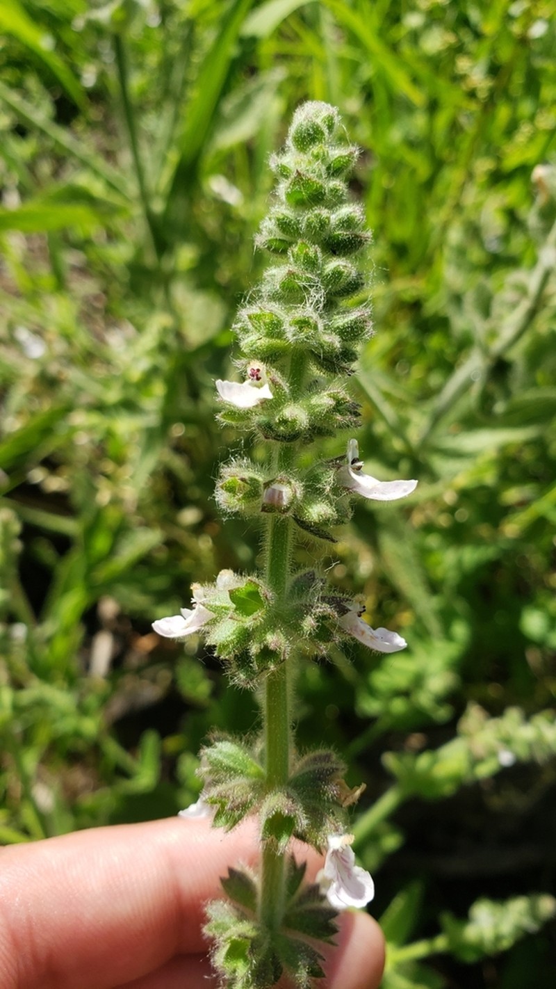 Sonoma Hedgenettle