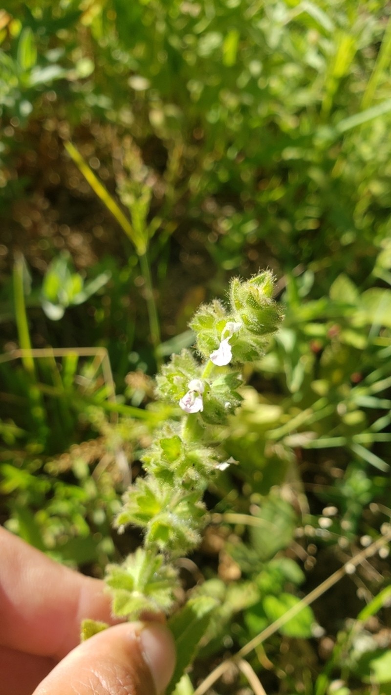 Sonoma Hedgenettle photo 2
