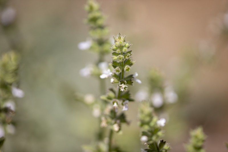 Sonoma Hedgenettle photo 4