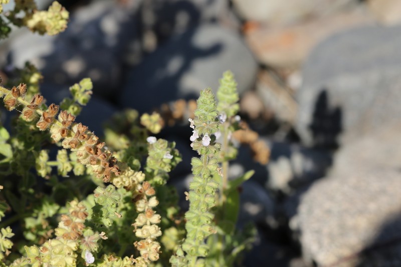 Sonoma Hedgenettle photo 5