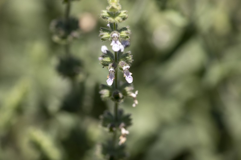 Sonoma Hedgenettle photo 6