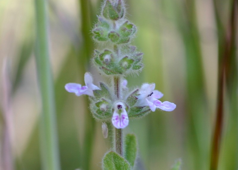 Sonoma Hedgenettle photo 7