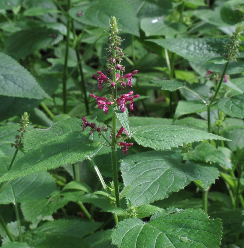 Whitespot photo 3