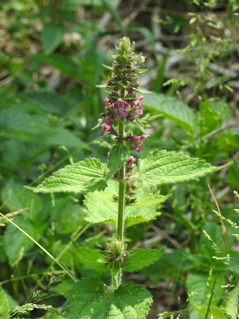 Whitespot photo 4