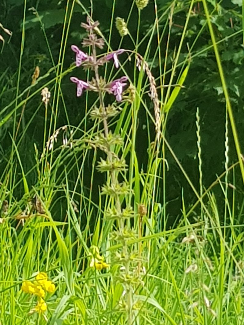 Whitespot photo 7