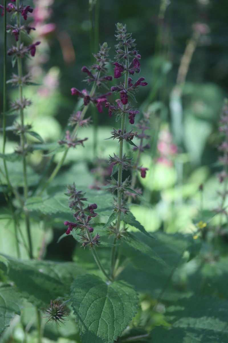 Whitespot photo 8