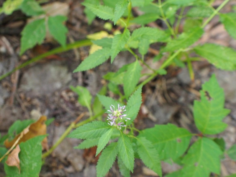 Smooth Hedgenettle photo 2