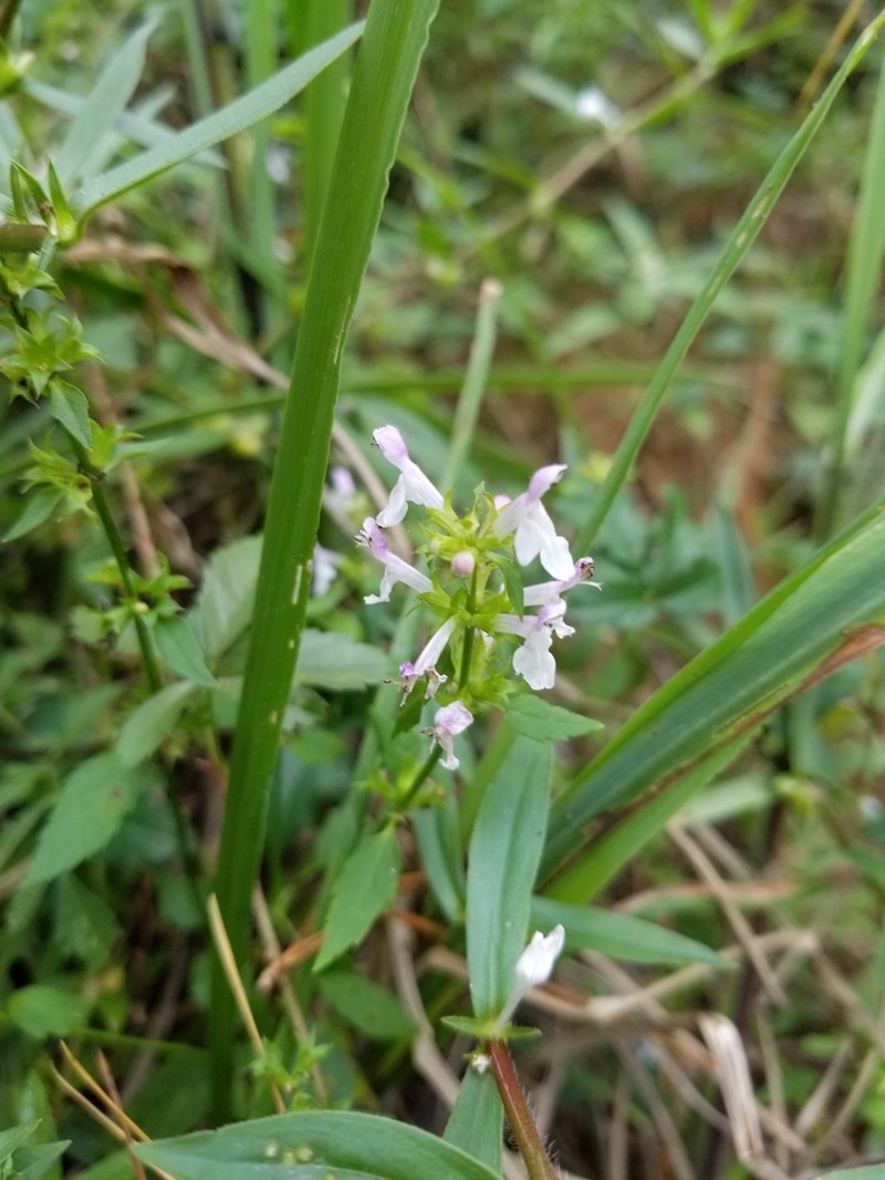 Smooth Hedgenettle photo 3