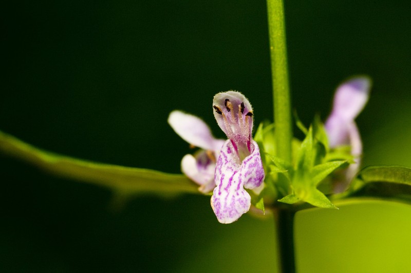 Smooth Hedgenettle photo 5