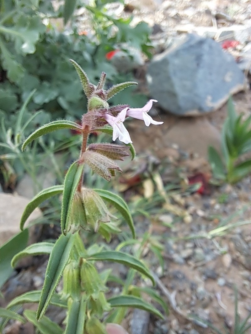 Stachys thuspeinantha