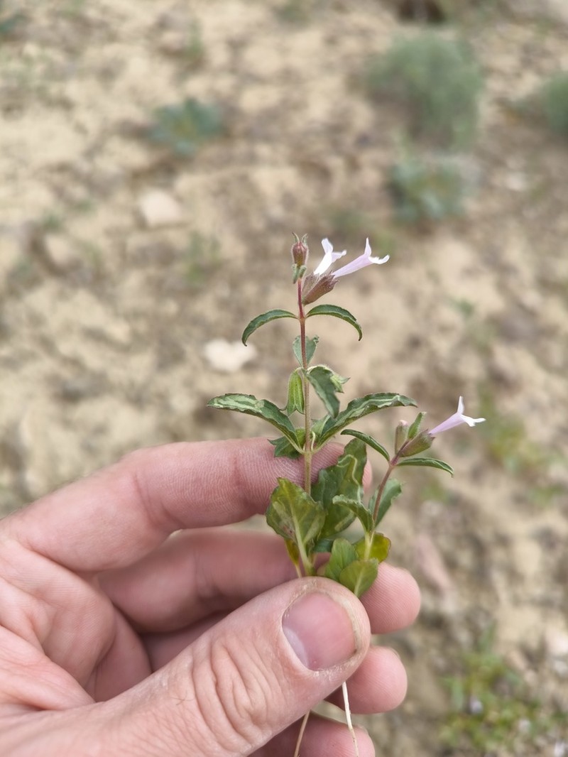 Stachys thuspeinantha photo 2