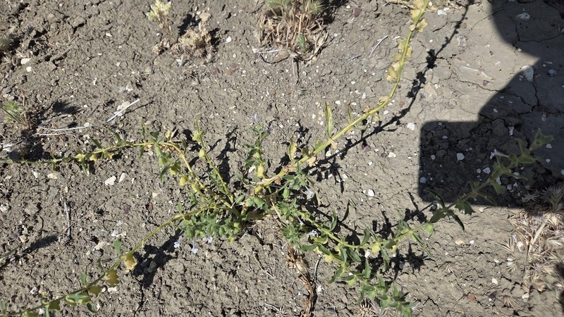 Stachys thuspeinantha photo 3