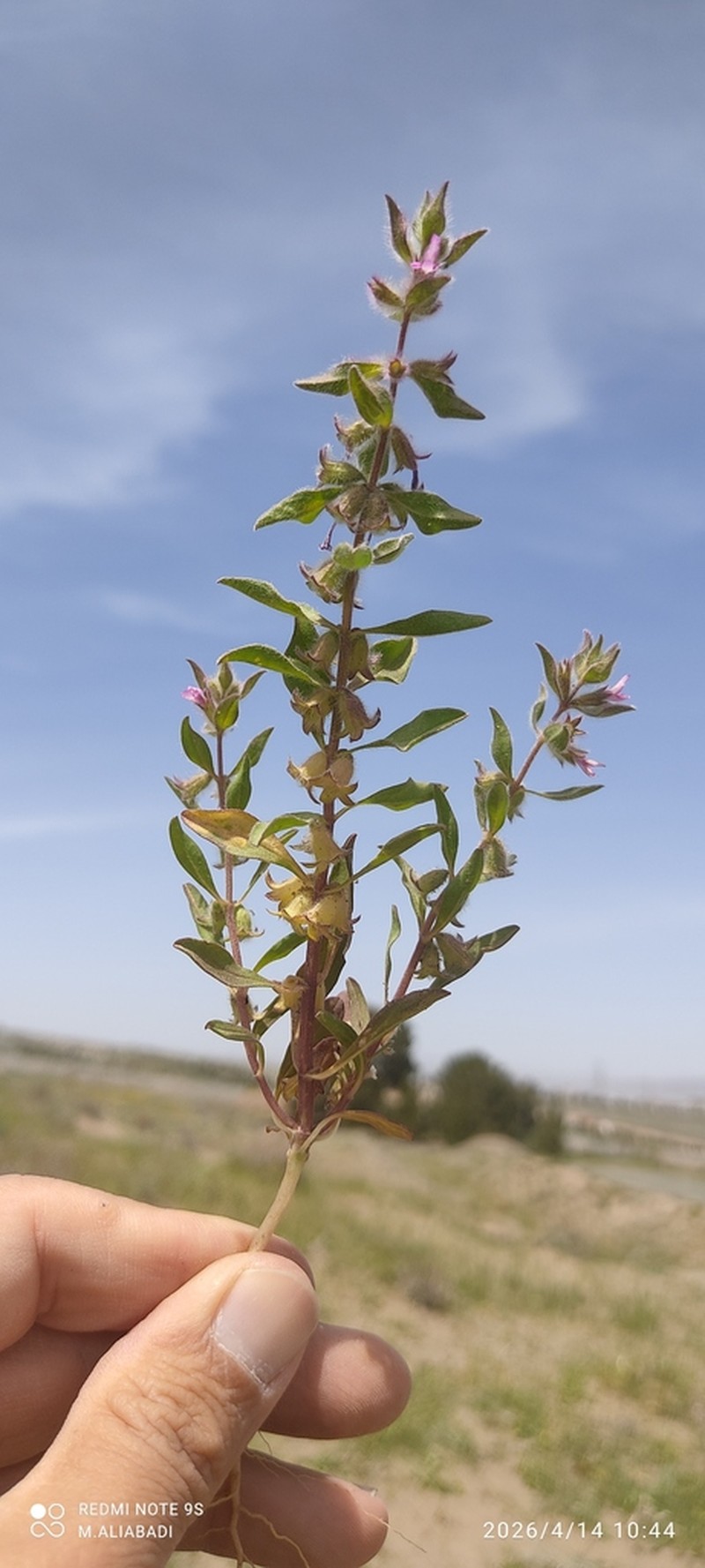 Stachys thuspeinantha photo 4