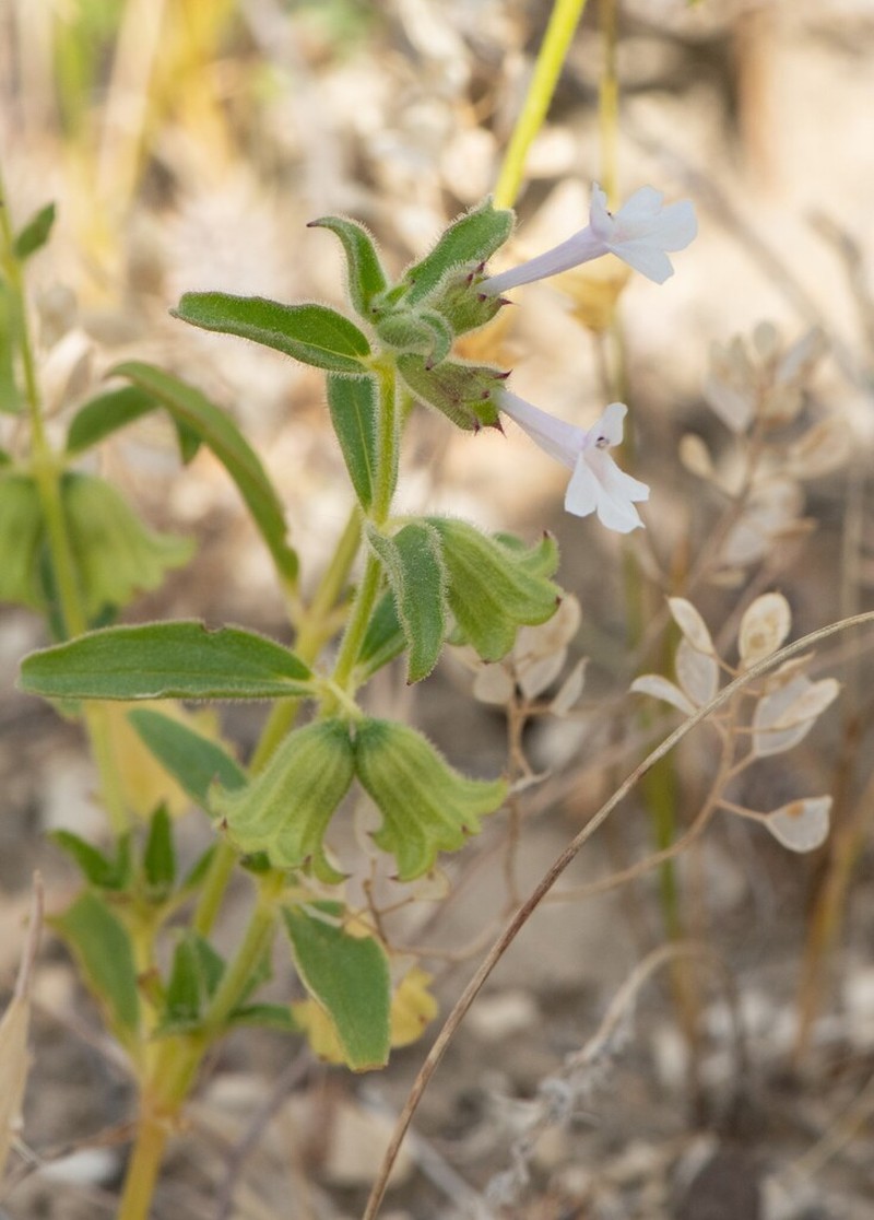Stachys thuspeinantha photo 5