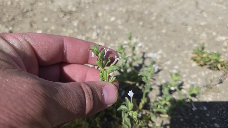 Stachys thuspeinantha photo 6