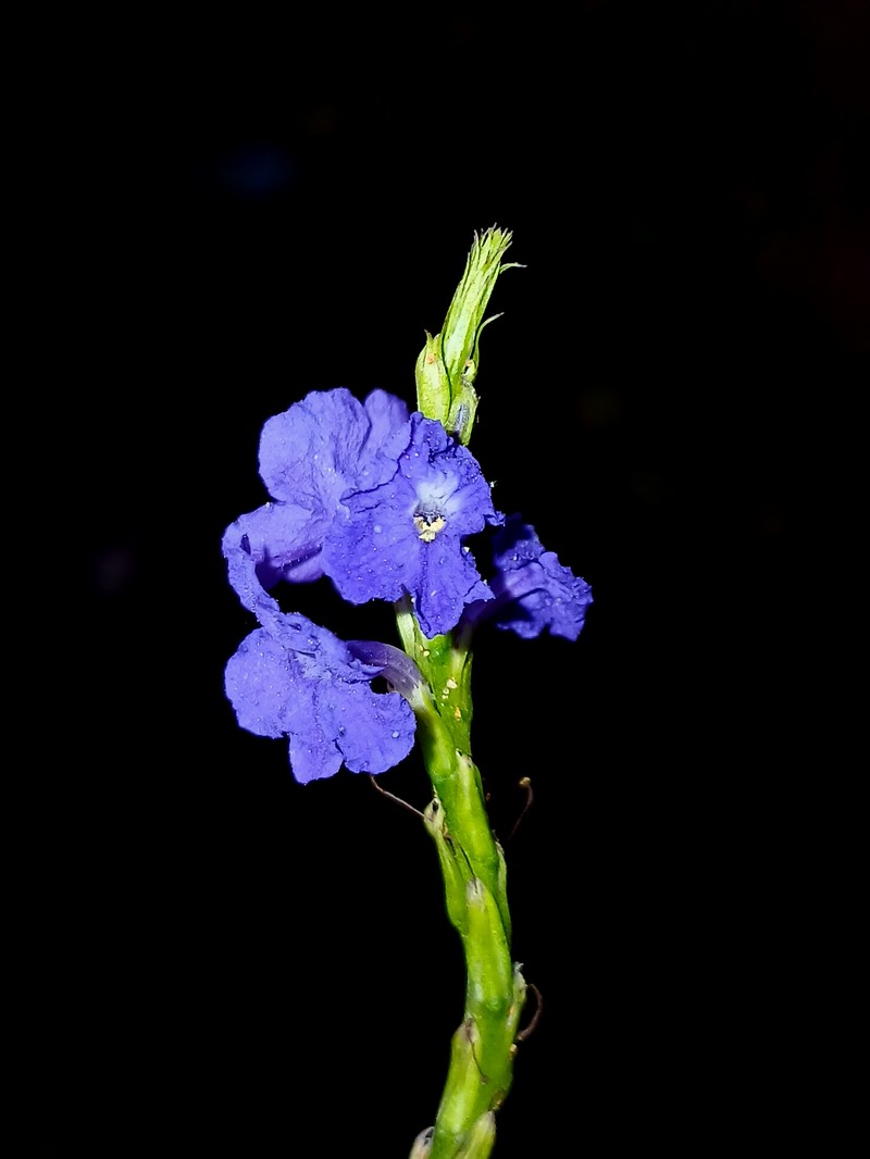 Porterweed photo 7