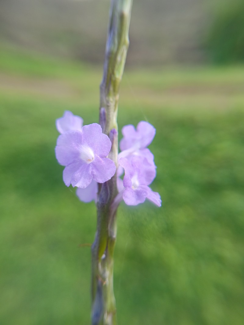 Porterweed photo 2