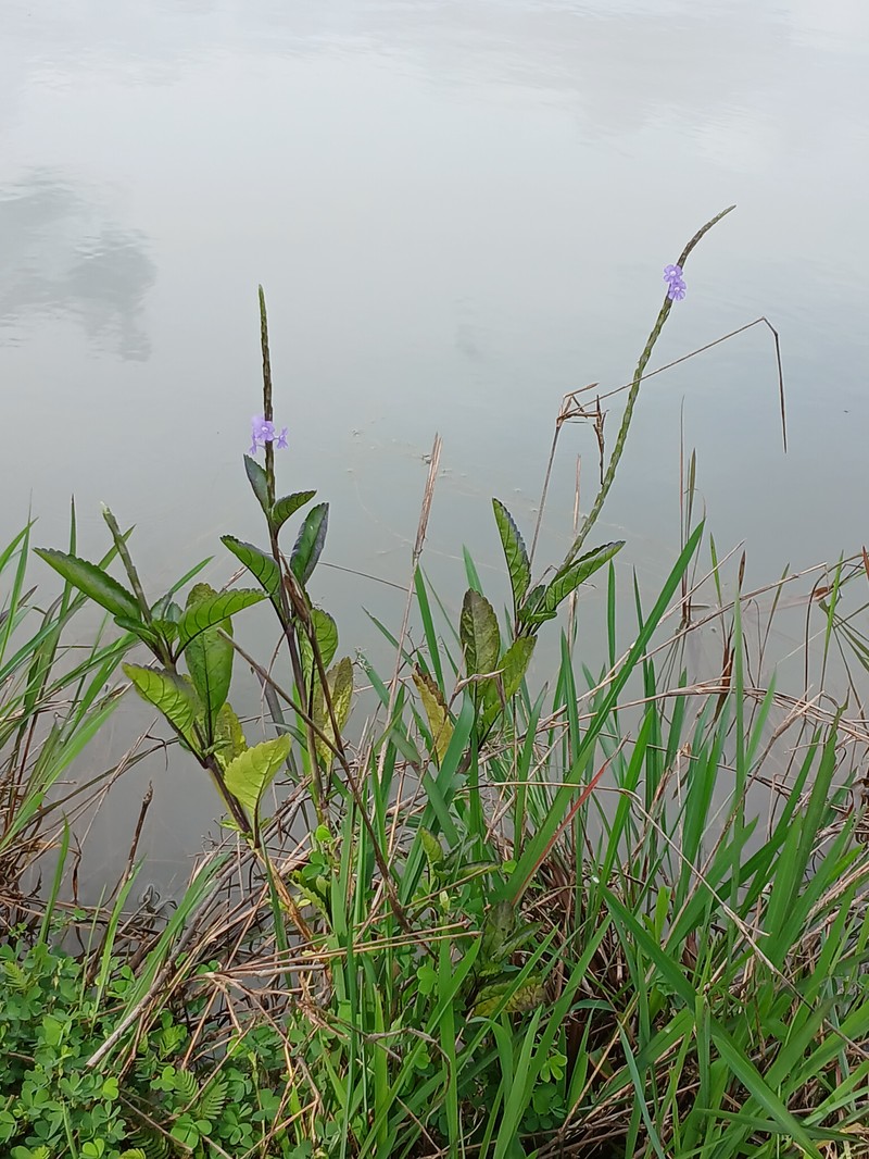 Porterweed photo 3