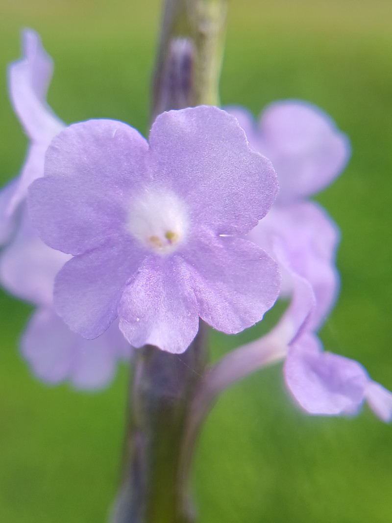 Porterweed photo 4