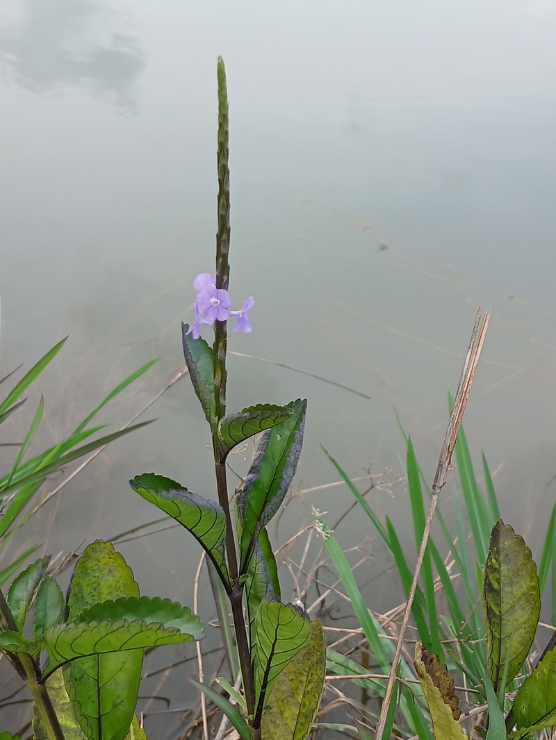 Porterweed photo 5