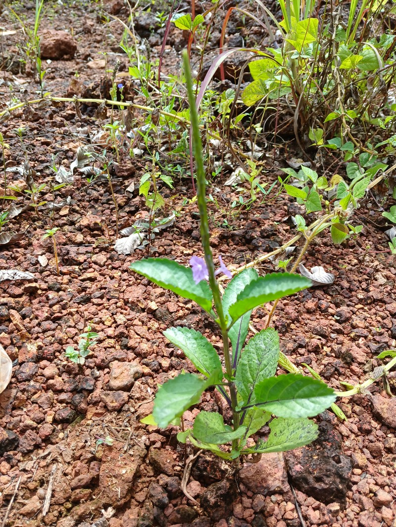 Porterweed photo 6
