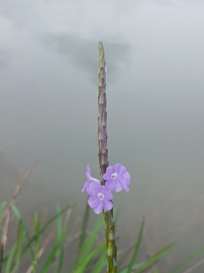 Porterweed photo 8