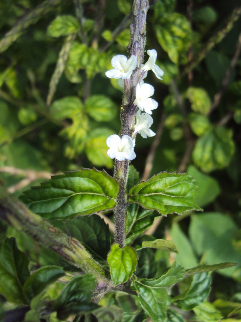 Branched Porterweed