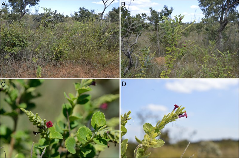 Stachytarpheta brevibracteata photo 4