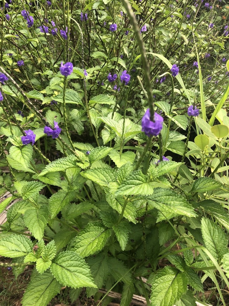 Cayenne Porterweed photo 3