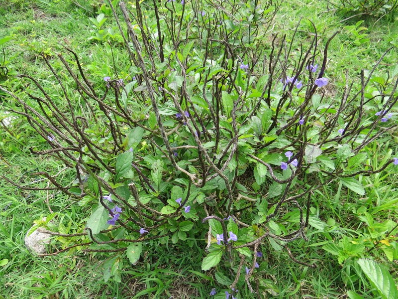 Cayenne Porterweed photo 5