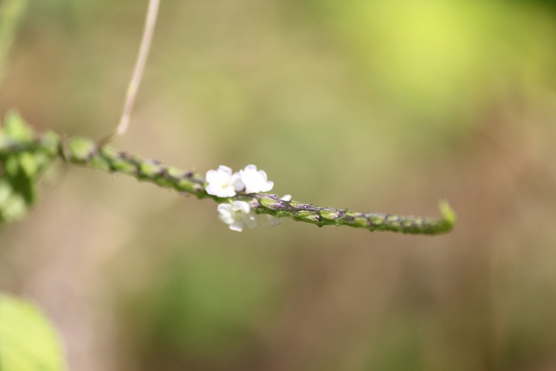 Cayenne Porterweed photo 6