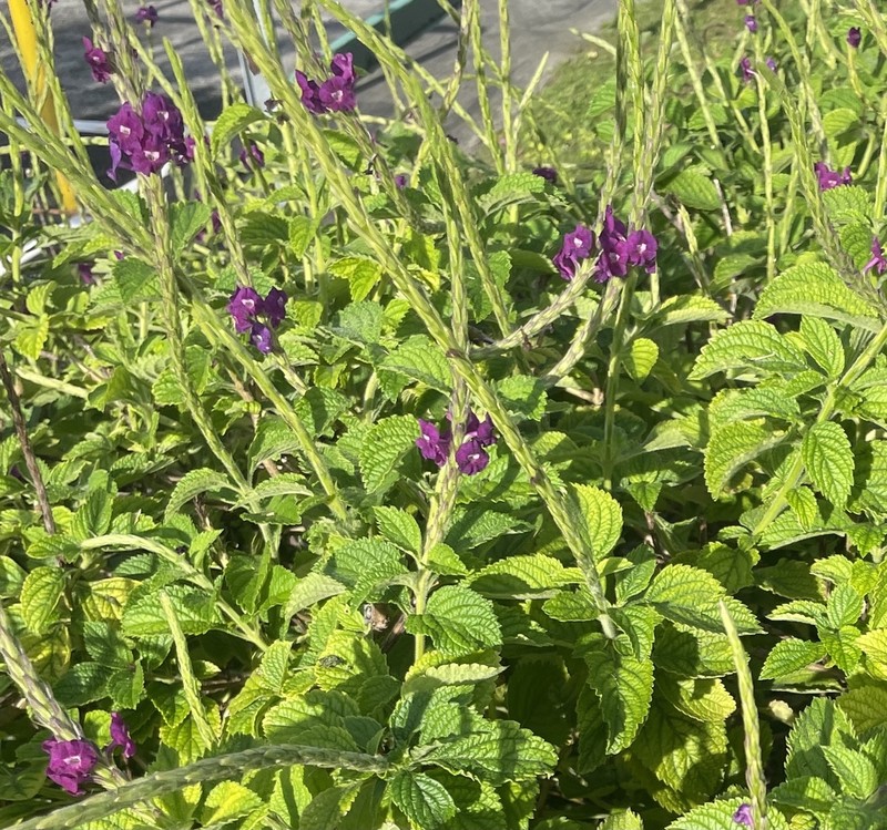 Cayenne Porterweed photo 7