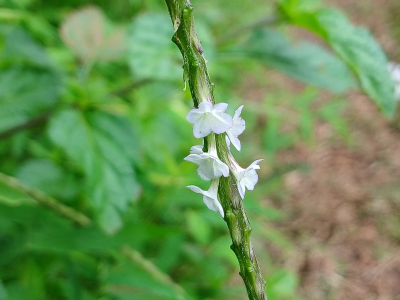 Cayenne Porterweed photo 7