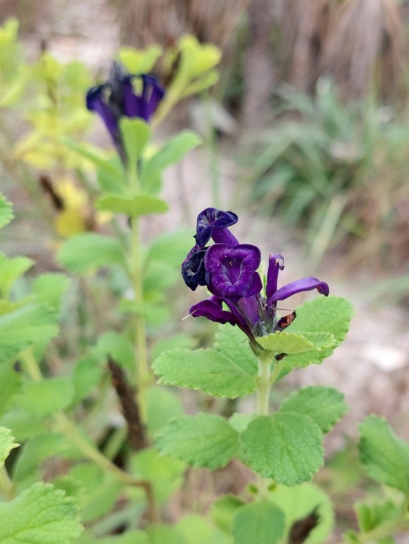 Stachytarpheta grandiflora photo 2